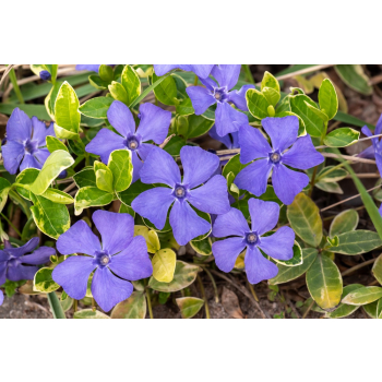Barwinek większy Variegata - Vinca major Barwinek większy Variegata - Vinca major