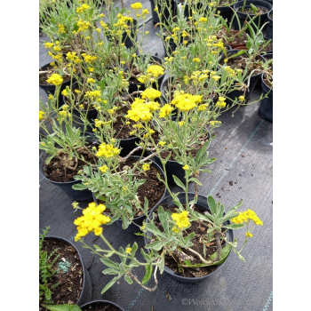 Smagliczka górska - Alyssum montanum