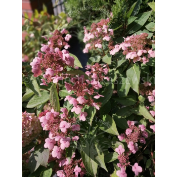 Hortensja bukietowa Dharuma-Hydrangea paniculata