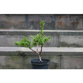 Jałowiec chiński Shimpaku - Juniperus chinensis 0081