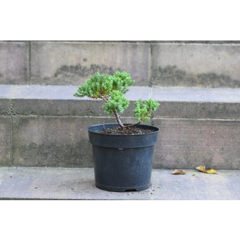 Jałowiec rozesłany Nana - Juniperus procumbens 0020