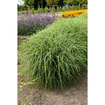 Miskant chinski Little Zebra - Miscanthus sinensis