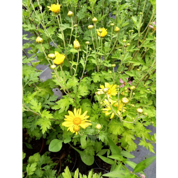 Złocień ogrodowy - Chrysanthemum indicum (hortorum)