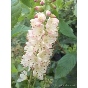 Orszelina olcholistna Ruby Spice - Clethera alnifolia