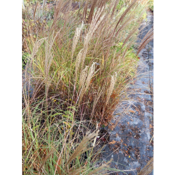 Miskant chiński Yakushima Duarf-Miscanthus sinensis