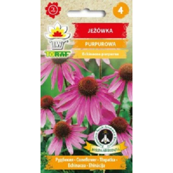 Jeżówka purpurowa