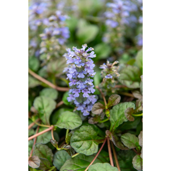Dąbrówka rozłogowa Mahogany - Ajuga reptans