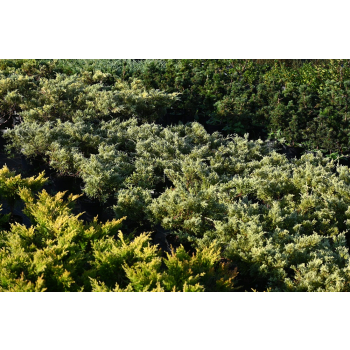 Jałowiec wirginijski Silver Spreader - Juniperus virginiana