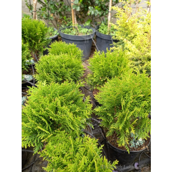 Żywotnik zachodni Danica-Thuja occidentalis