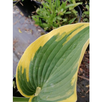 Funkia First Frost - Hosta