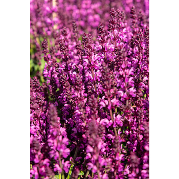 Szałwia omszona Royal Magenta - Salvia nemorosa