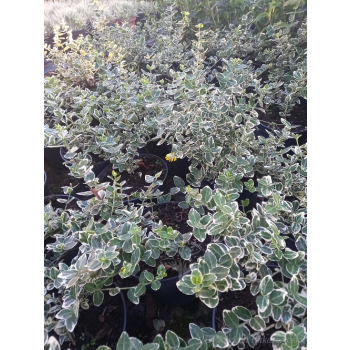 Trzmielina Emerald Gaiety-Euonymus fortunei