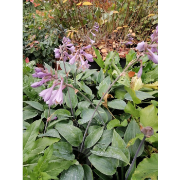Funkia Halcyon-Hosta