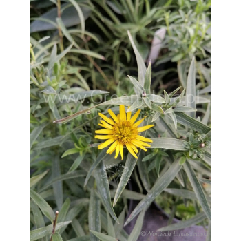 Oman wąskolistny - Inula ensifolia Compacta