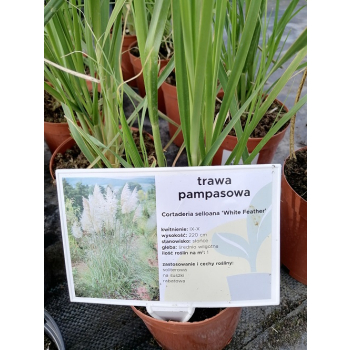 Trawa pampasowa White Feather - Cortaderia selloana
