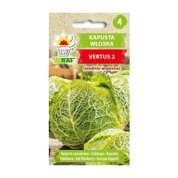 Kapusta włoska Vertus 2
