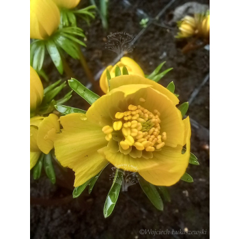 Rannik cylicyjski - Eranthis cilicica Rannik cylicyjski - Eranthis cilicica