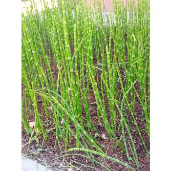 Skrzyp zimowy - Equisetum hyemale