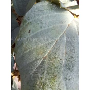 Fotergilla mieszańcowa Blue Shadow-Fothergilla x intermedia