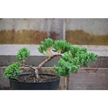 Jałowiec rozesłany Nana - Juniperus procumbens 0029