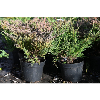 Jałowiec płożący Plumosa - Juniperus horizontalis Plumosa