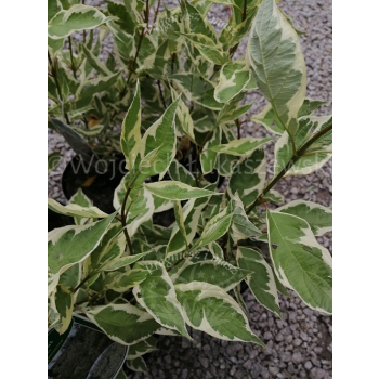 Dereń biały Elegantissima-Cornus alba