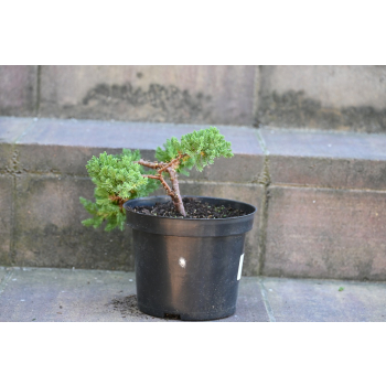 Jałowiec rozesłany Nana - Juniperus procumbens 0019