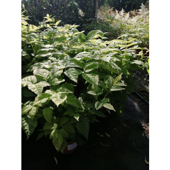 Parzydło leśne - Aruncus dioicus (sylvestris)