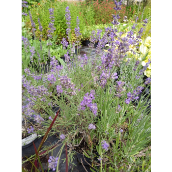 Lawenda ogrodowa-Lavandula vera