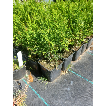 Żywotnik zachodni-Thuja occidentalis Smaragd