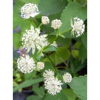 Jarzmianka - Astrantia