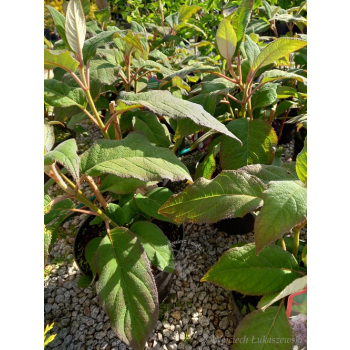Hortensja kosmata Macrophylla-Hydrangea aspera
