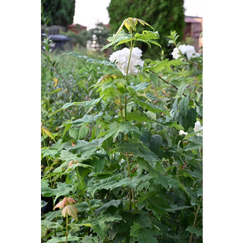 Klon czerwony - Acer rubrum