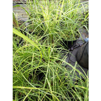 Miskant chiński Strictus Dwarf-Miscanthus sinensis