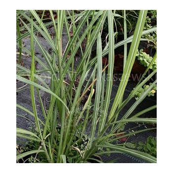 Miskant chiński Krater-Miscanthus sinensis