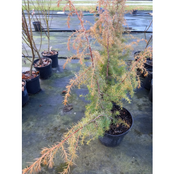 Jałowiec pospolity Kalebab - Juniperus communis