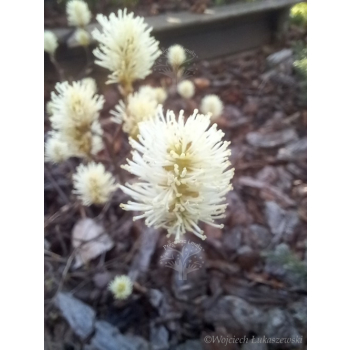Fotergilla olszolistna Harold Epstein-Fothergilla gardenii