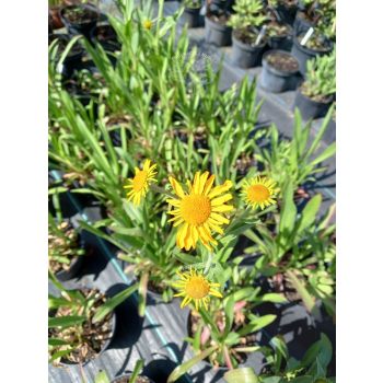 Dzielżan Hoopesa-Helenium Hoopesa