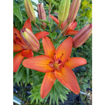 Lilia azjatycka Orange Pixie-Lilium asiatic