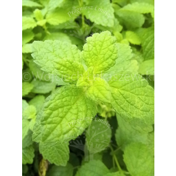 Melisa lekarska-Melissa officinalis