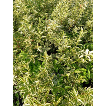 Żylistek wysmukły Marmorata-Deutzia gracilis