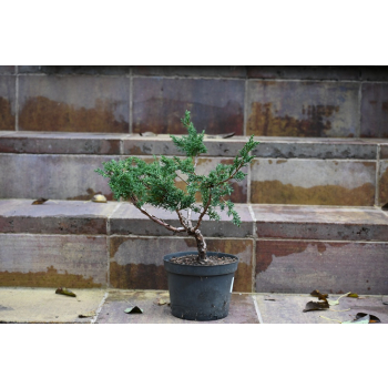 Jałowiec chiński Shimpaku - Juniperus chinensis 0088