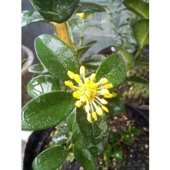 Bukszpan wieczniezielony Pyramidalis-Buxus sempervirens