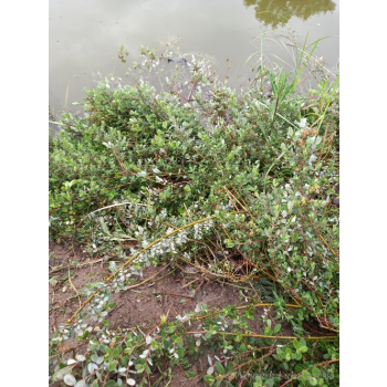Wierzba fińska-Salix x finmarchica