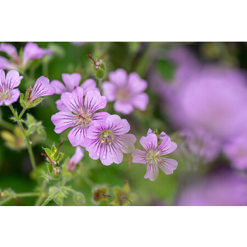 Bodziszek Karen Wouters - Geranium hybrida
