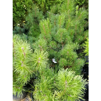 Kosodrzewina pumilio-Pinus mugo var.pumilio