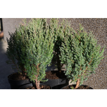 Jałowiec chiński Stricta - Juniperus chinensis