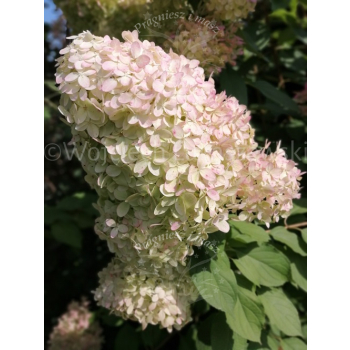 Hortensja bukietowa Limelight-Hydrangea paniculata