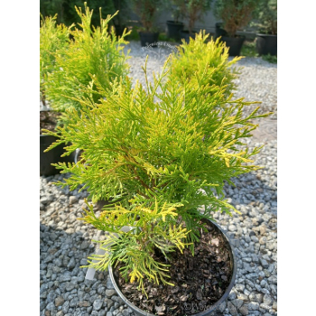 Żywotnik zachodni Golden Globe-Thuja occidentalis