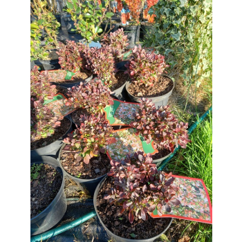 Berberys Thunberga Bagatelle-Berberis thunbergii